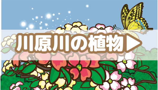 川原川の植物