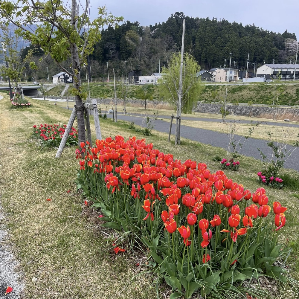 川原川・川原川公園 : 川原川の植物